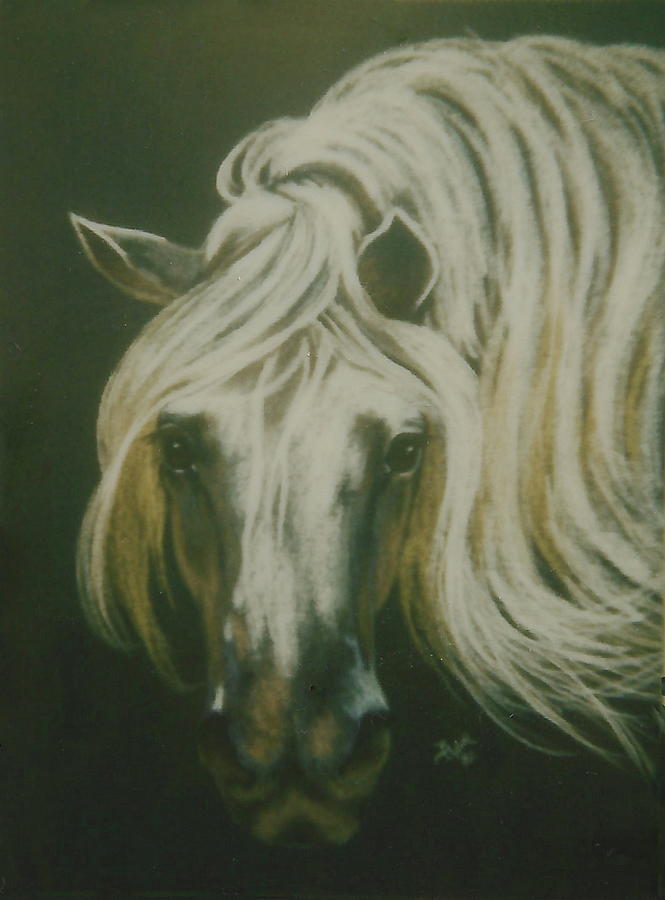 Pure Spanish Horse Painting by Barbara Keith