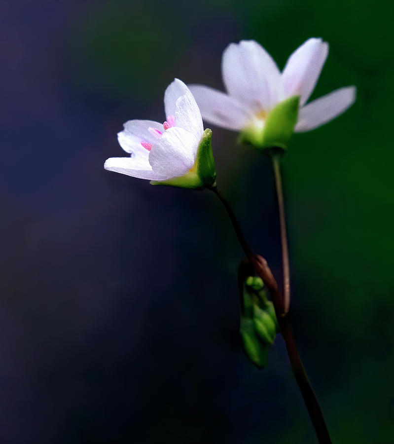 Pure Spring Beauty Photograph by Art Cole