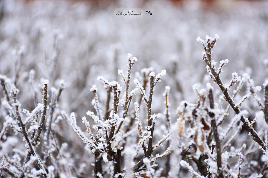 Winter Photograph - Pure White by A Moment