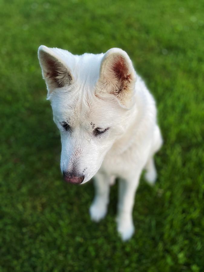 Pure white sale akita