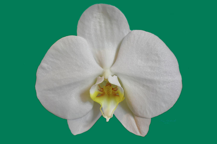 Orchid Photograph - Pure White Orchid Single Green bkgd by Gary F Richards