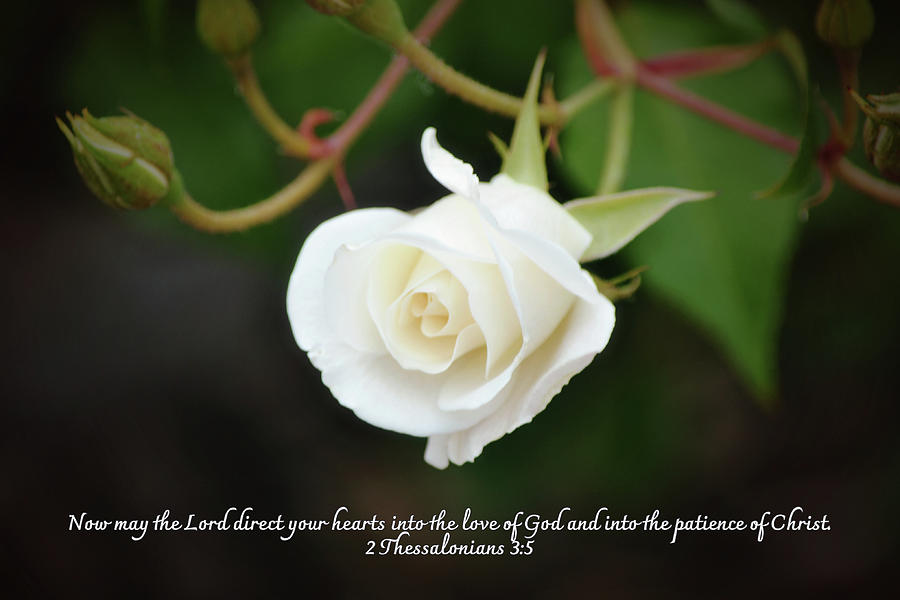 Pure White Rose Love Patience And Scripture Photograph