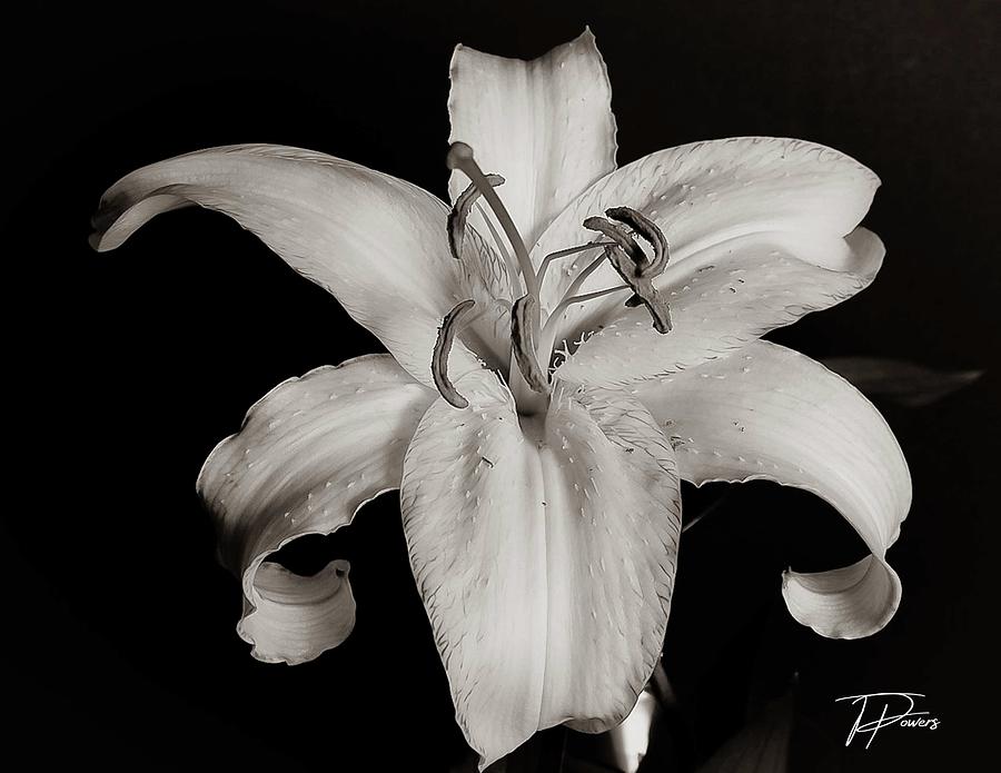 Pure white Photograph by Tasha Powers - Fine Art America