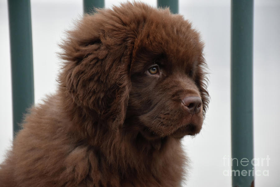 https://images.fineartamerica.com/images/artworkimages/mediumlarge/3/purebred-brown-newfoundland-puppy-dog-with-fluffy-fur-dejavu-designs.jpg