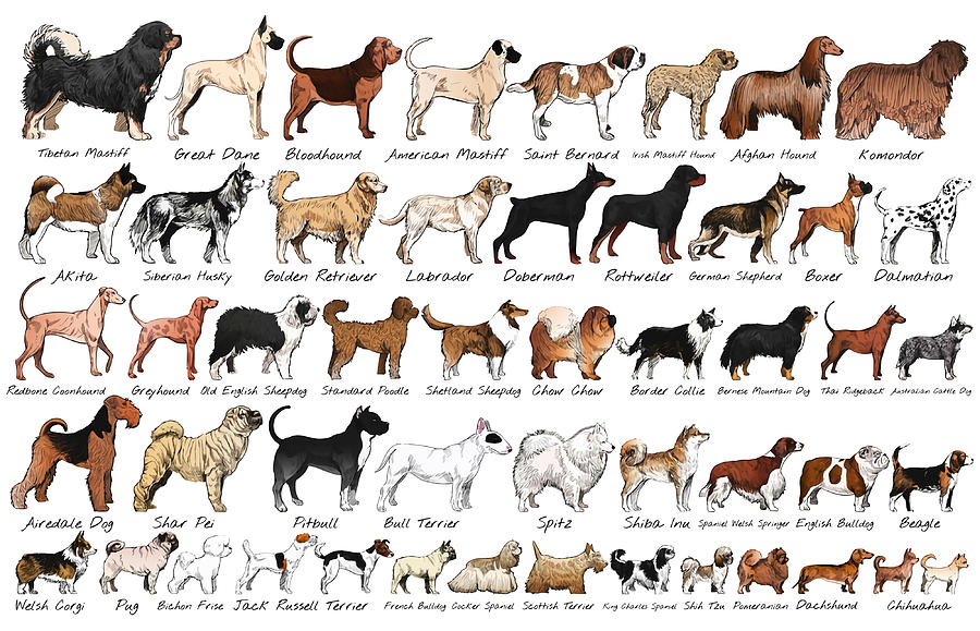 Purebred Dog Breeds Poster travel Painting by Carlie Alexander - Fine ...