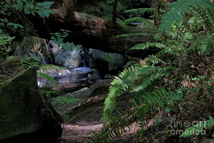 Purisma Creek Among the Redwoods Photograph by Natural Focal Point Photography