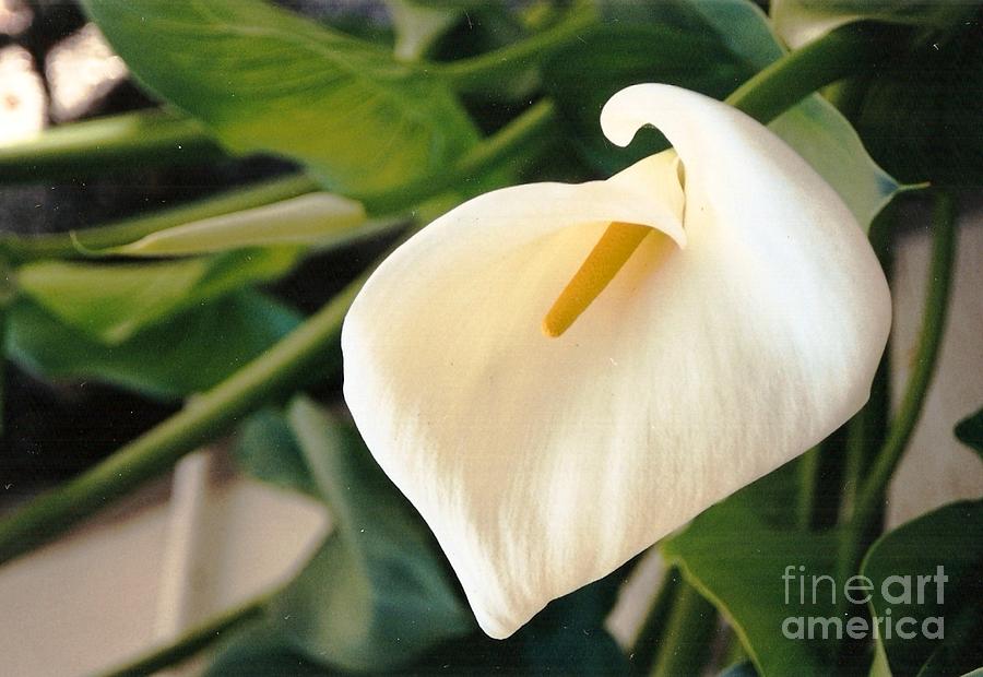Lily Photograph - Purity by Brian Edward Harris
