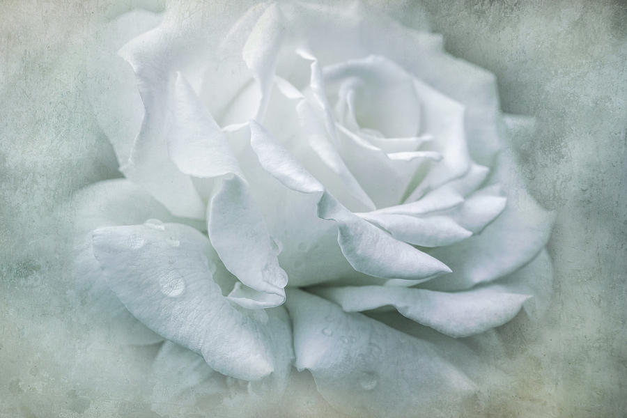 Innocence of a White Rose Flower Photograph by Jennie Marie Schell