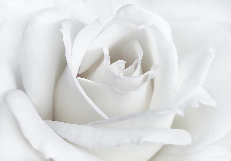Purity of a White Rose Flower Photograph by Jennie Marie Schell