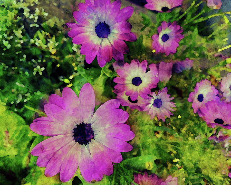 Purple African Daisies Digital Art by Peggy Collins
