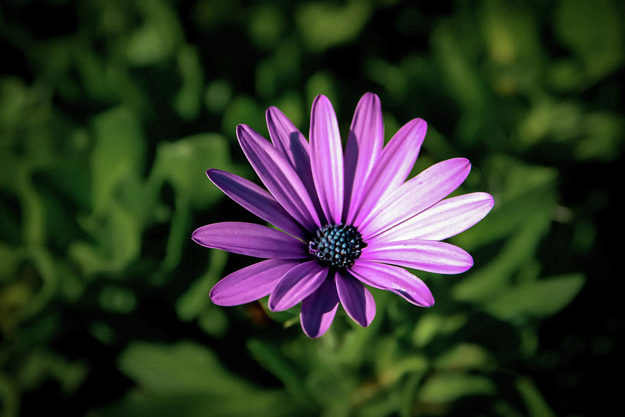 Purple African Daisy Photograph by Anna Volk - Fine Art America