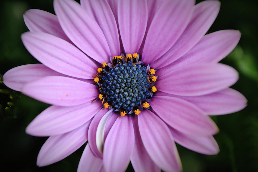 Purple African Daisy Flower Close Up Photograph by Gaby Ethington