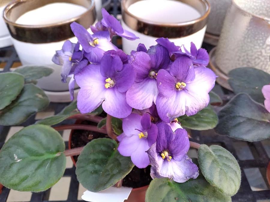 Purple African Violets Photograph by Charlotte Gray | Fine Art America