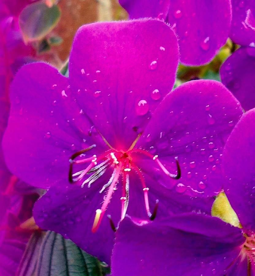 Purple After The Rain Photograph by VIVA Anderson