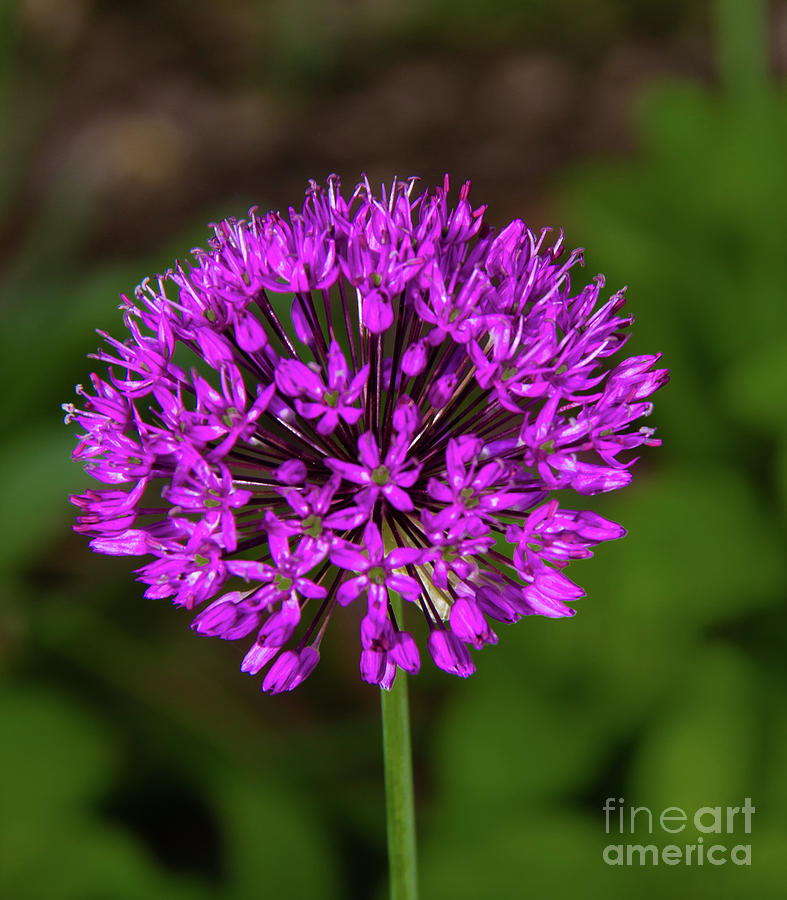 Purple Allium Close Up Photograph by Robert Bales