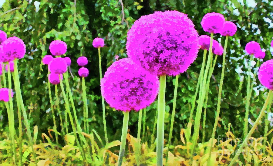 Flower Digital Art - Purple Allium Flowers by Yorgos Daskalakis