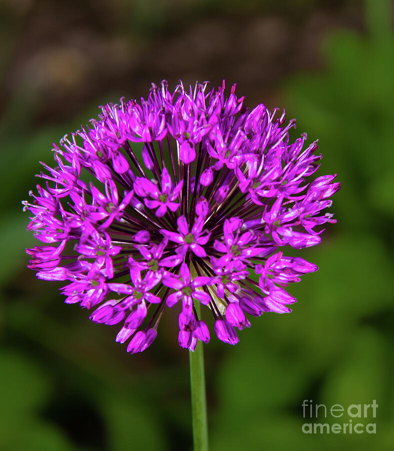 Purple Allium Macro Photograph by Robert Bales