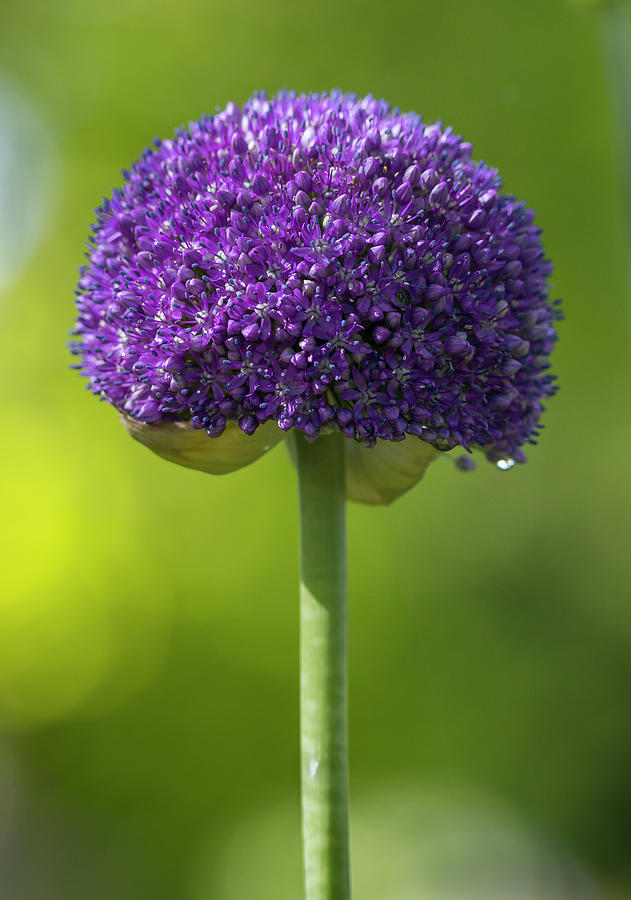Purple Allium Photograph by Mark Mille