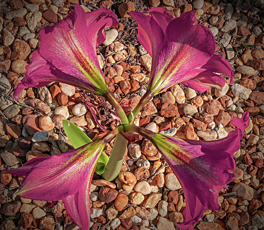 Purple Amaryllis Photograph by Dennis Dugan