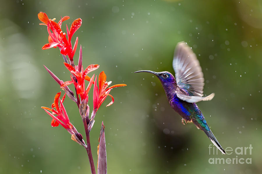 Purple and Blue Hummingbird with Little Red Flowers and Light Rain - Bird / Animal / Wildlife Floral Photograph by PIPA Fine Art - Simply Solid