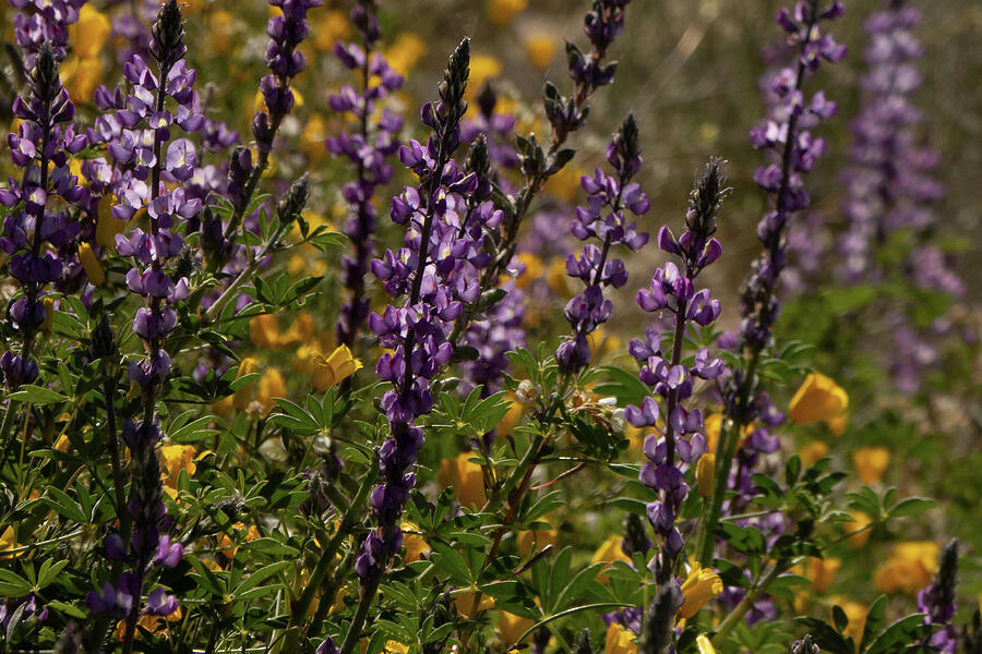 Purple and Gold Photograph by Dianne Milliard - Fine Art America