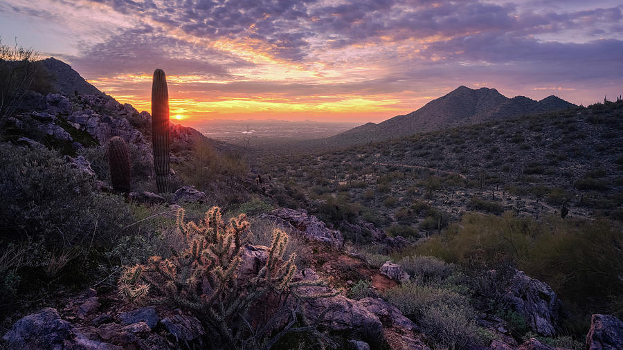 Purple and Gold McDowell Mountains Photograph by Eric Mischke - Fine ...