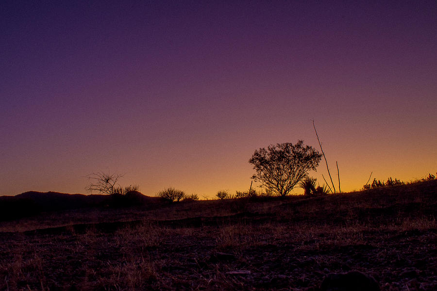 Joshua Tree Photograph - Purple And Gold by Thomas Fournier Joshua Tree Photograph - Purple And Gold by Thomas Fournier