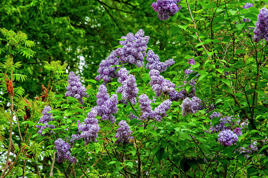 Spring Photograph - Purple and Green by Greg Fortier