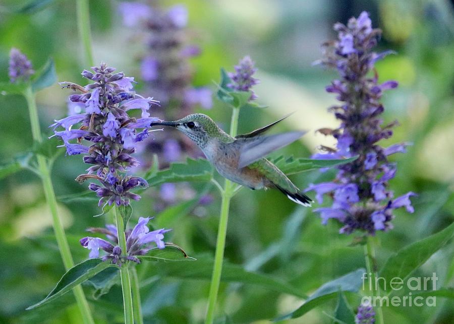 Purple and Green Hummingbird World Photograph by Carol Groenen