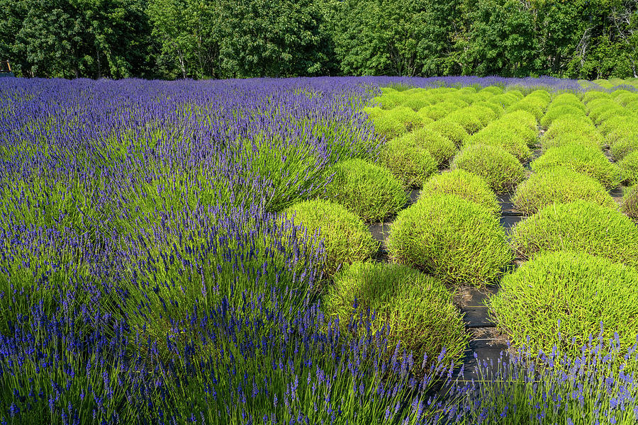 Purple and Green Lavender Photograph by Bill Cubitt