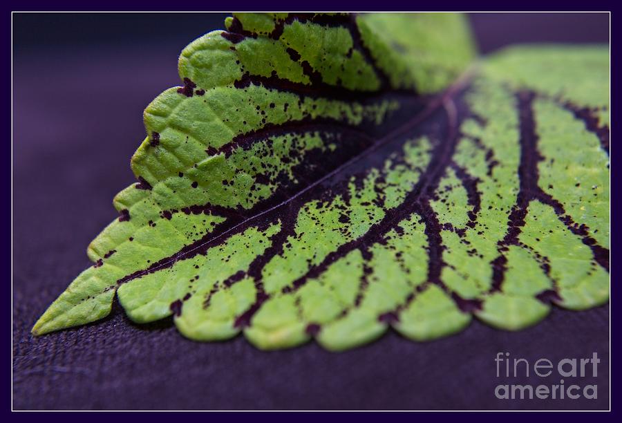 Purple and Green, nature photography Photograph by Ella Kaye Dickey