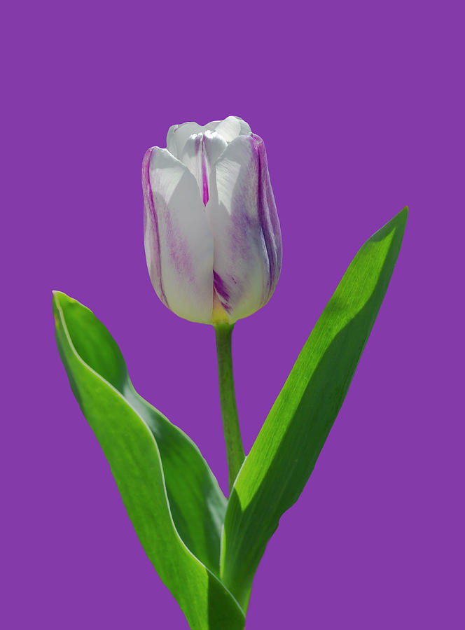 Purple and Green Tulip Photograph by Cate Franklyn