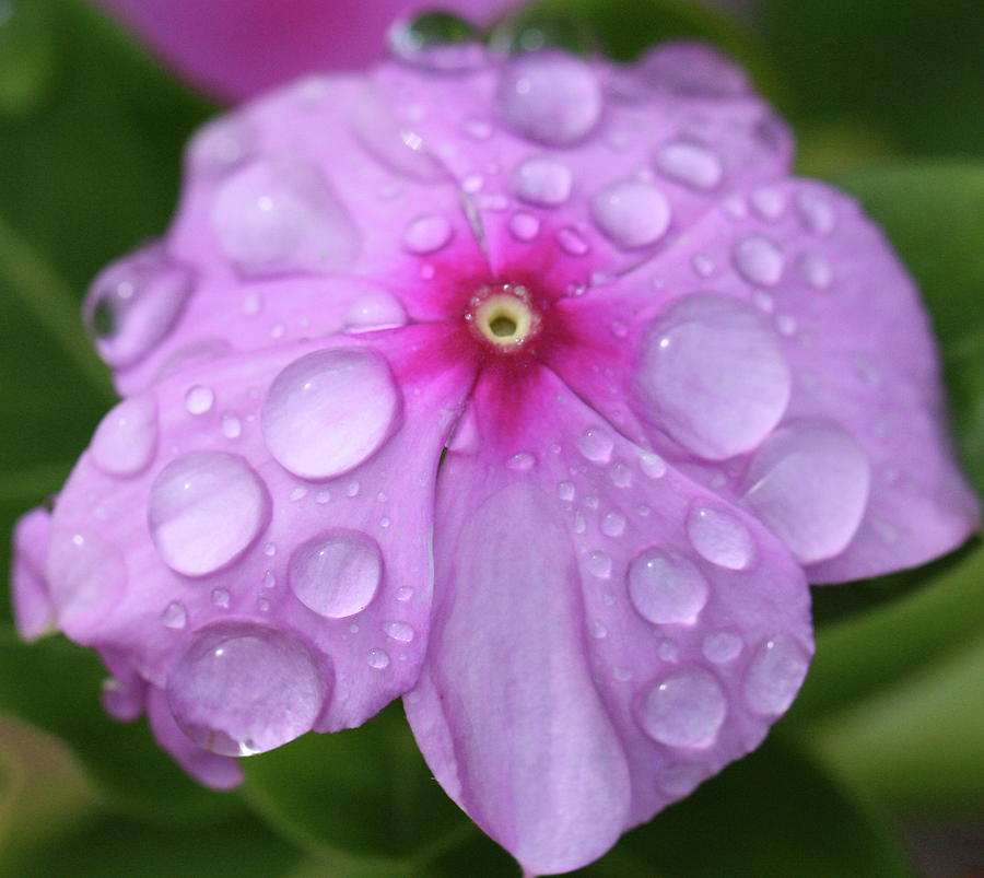 Purple and Lilac and Blue Flowers 01 Photograph by Aria S | Fine Art ...