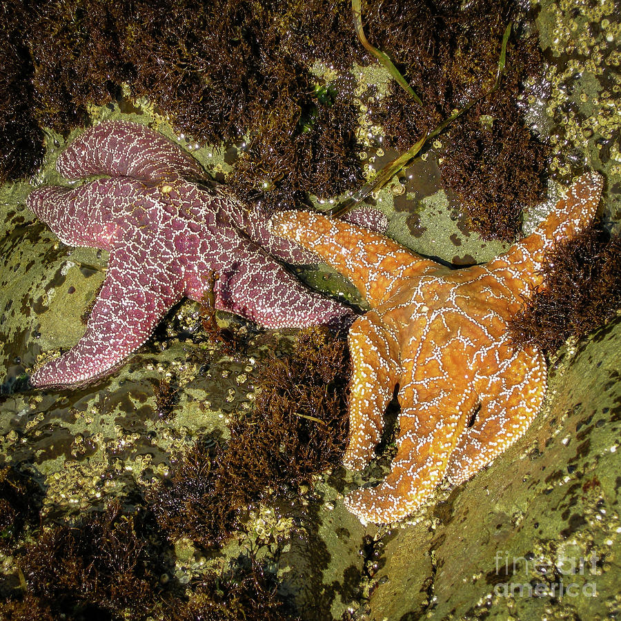 Purple and Orange Seastars are Friends Photograph by Nancy Gleason