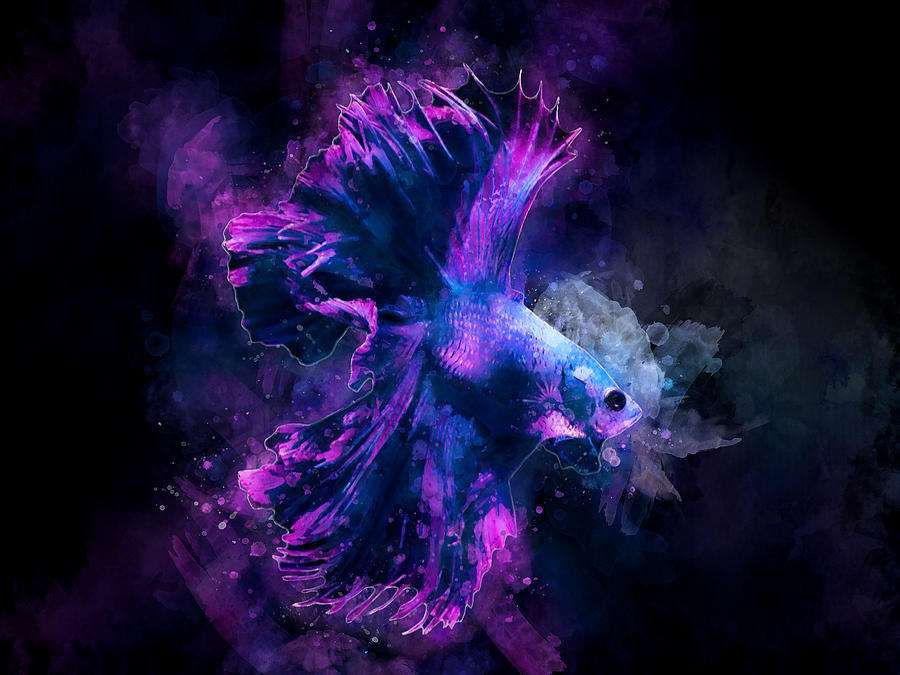 Purple And Pink Betta Fish Watercolor In Black Background Digital Art By Stockphotosart Com