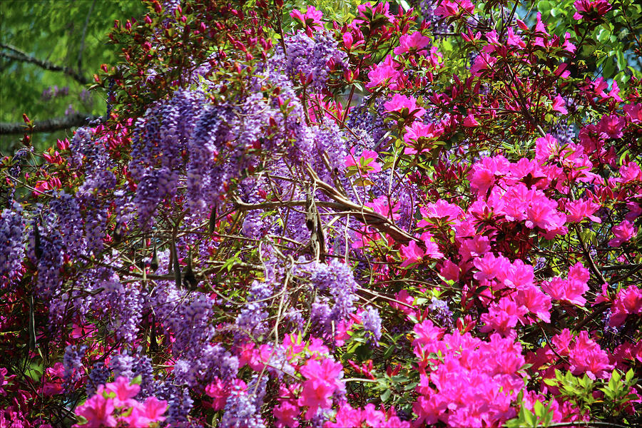 Purple And Pink Blossoms Photograph by Cynthia Guinn