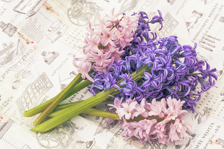 Purple and pink hyacinths Photograph by Claudia M Photography