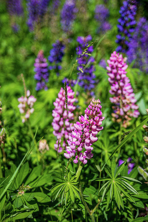 Purple and Pink Lupine Photograph by Flowstate Photography