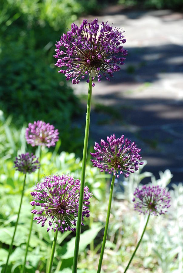 Purple And Round Allium Photograph by Ee Photography