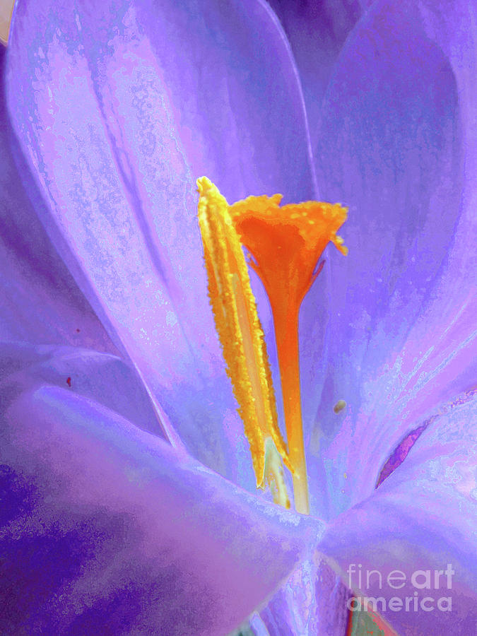 Purple And Saffron 2 Photograph by Kim Tran
