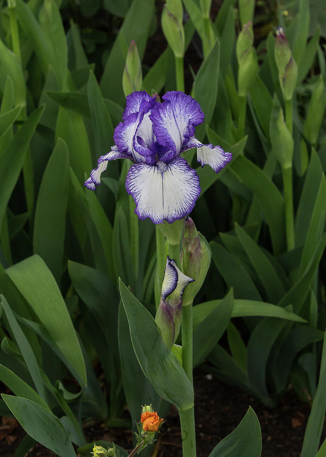 Purple and White Bearded Iris Photograph by Dee Carpenter