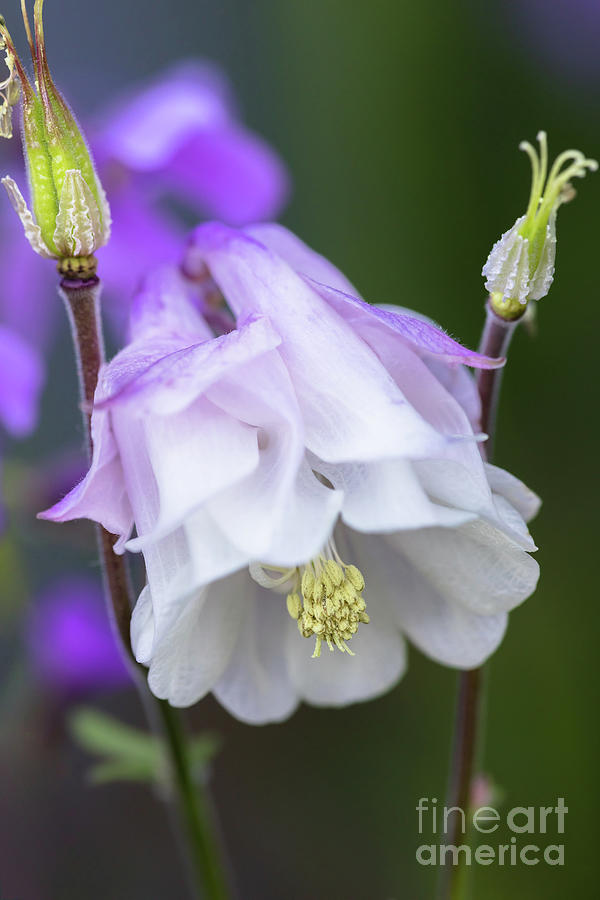 Purple And White Common Columbine Flower Photograph