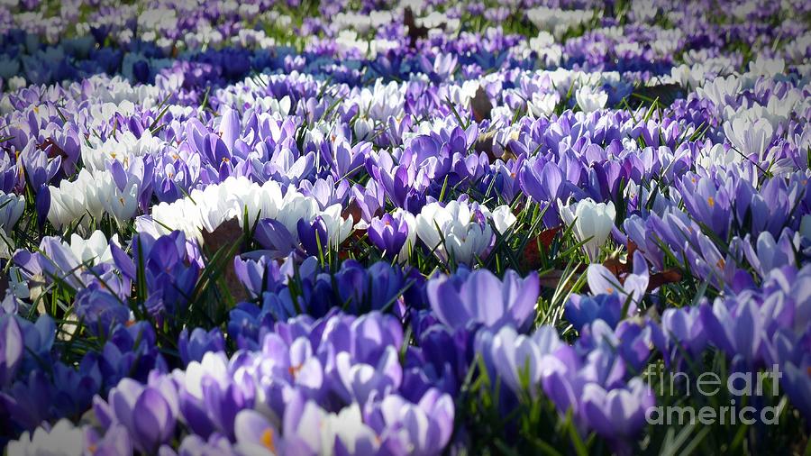 Purple and White Crocus Photograph by Alice Terrill
