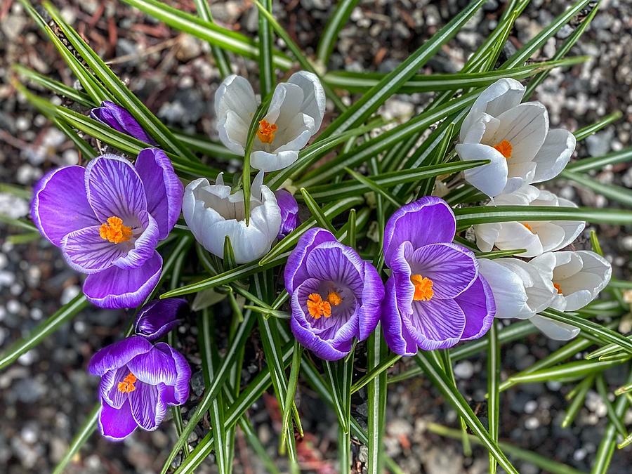 Purple and White Crocuses  Photograph by Jerry Abbott