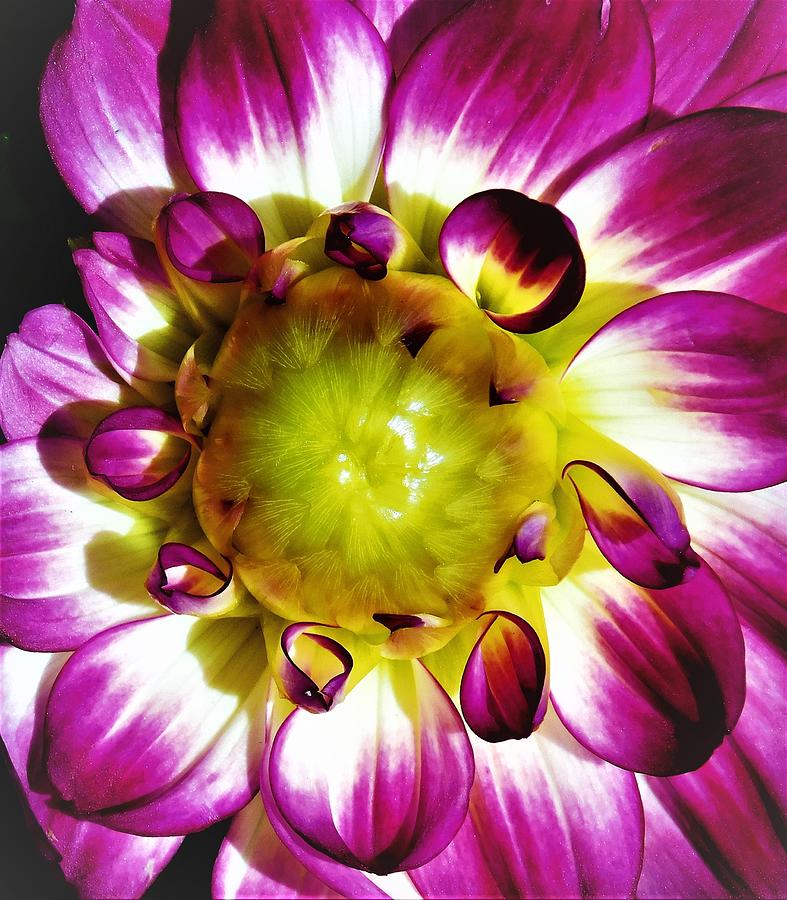 - Purple and White dahlia Photograph by THERESA Nye