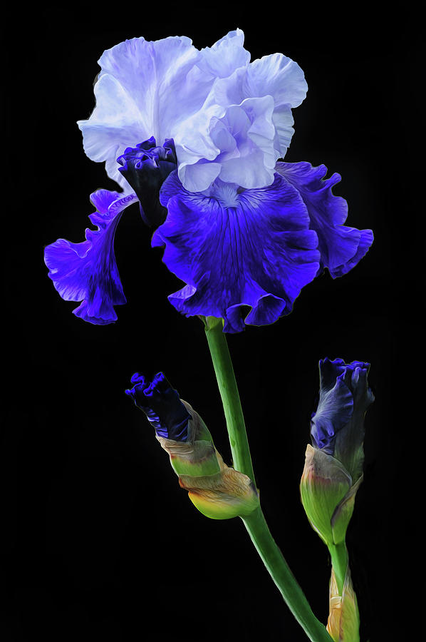Purple And White Iris Photograph by Dave Mills