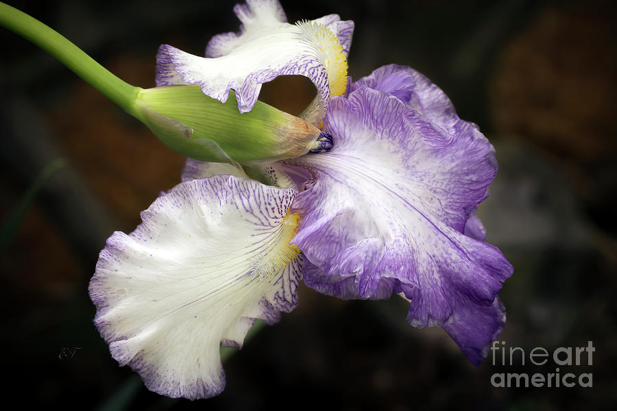 Purple and White Iris Photograph by Elaine Teague