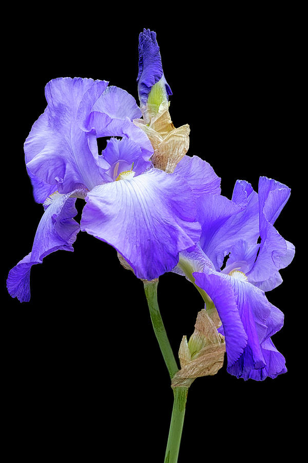 Purple and White Iris Flower II Photograph by Susan Candelario