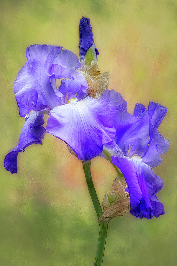 Iris Photograph - Purple and White Iris Flower by Susan Candelario