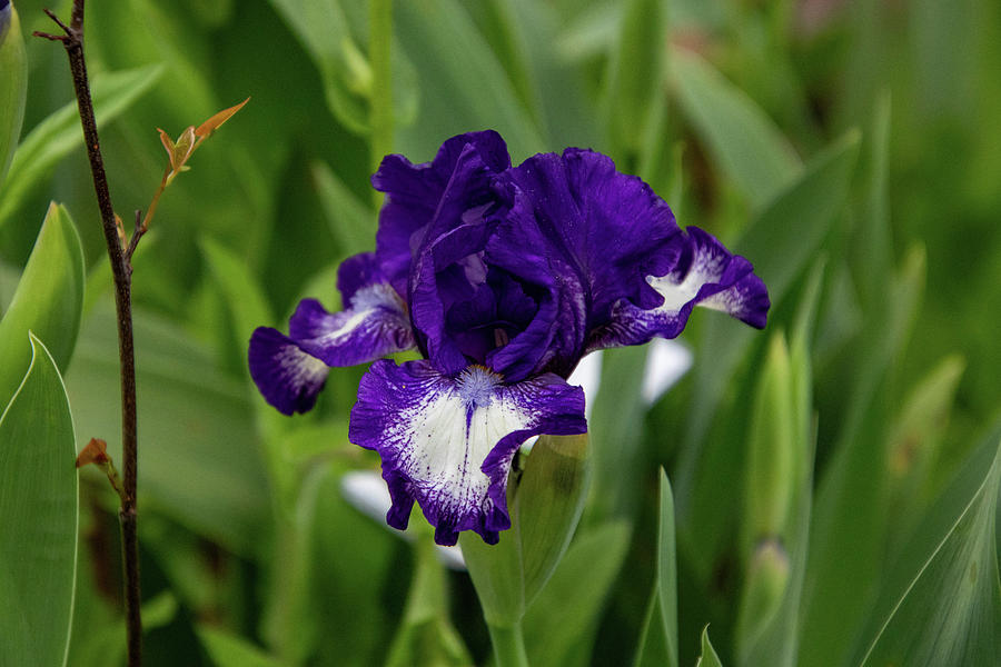 Purple and White Iris Photograph by Matt Sexton
